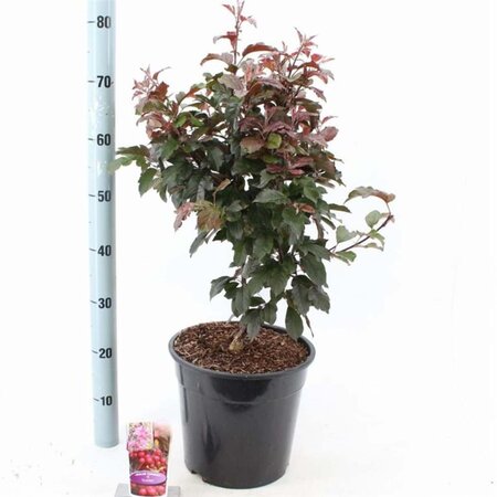 Malus b. 'Veitch's Scarlet' 100-120 cm cont. 10L - afbeelding 1