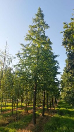 Metasequoia glyptostroboides 50-60 Hoogstam draadkluit 6 x verplant - afbeelding 1