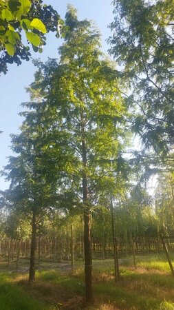 Metasequoia glyptostroboides 50-60 Hoogstam draadkluit 6 x verplant - afbeelding 2