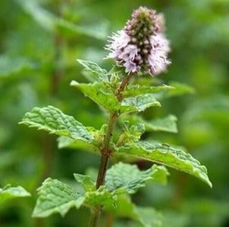 Mentha spicata 'Moroccan' geen maat specificatie 0,55L/P9cm - afbeelding 6