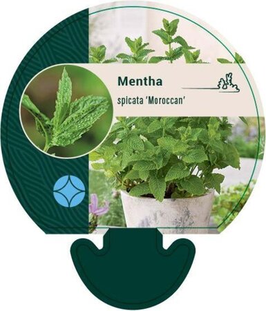 Mentha spicata 'Moroccan' geen maat specificatie 0,55L/P9cm - afbeelding 5