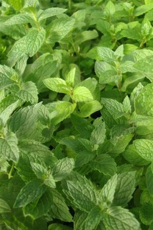 Mentha spicata 'Moroccan' geen maat specificatie 0,55L/P9cm - afbeelding 1