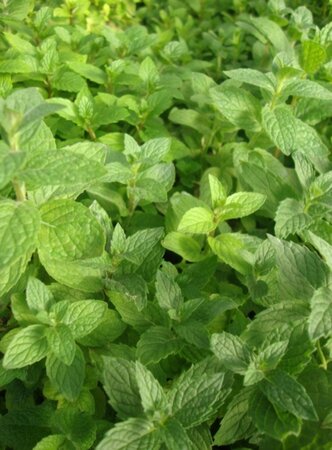 Mentha spicata 'Moroccan' geen maat specificatie 0,55L/P9cm - afbeelding 2