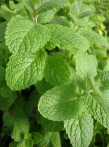 Mentha spicata 'Moroccan' geen maat specificatie 0,55L/P9cm - afbeelding 3