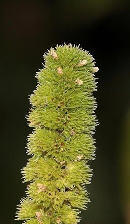 Mentha spicata 'Moroccan' geen maat specificatie 0,55L/P9cm - image 4