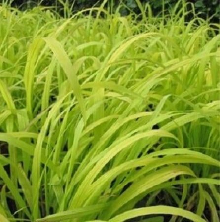 Milium effusum 'Aureum' geen maat specificatie 0,55L/P9cm - afbeelding 2