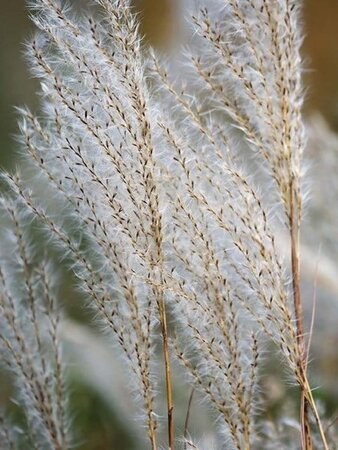 Miscanthus sacchariflorus geen maat specificatie 0,55L/P9cm - afbeelding 1