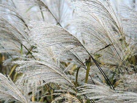 Miscanthus sacchariflorus geen maat specificatie 0,55L/P9cm - afbeelding 2