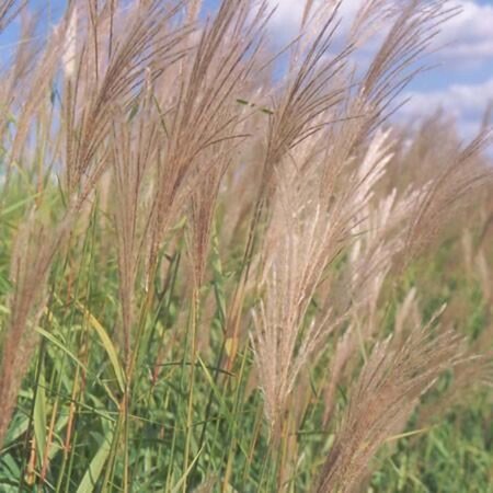 Miscanthus sacchariflorus geen maat specificatie 0,55L/P9cm - afbeelding 4