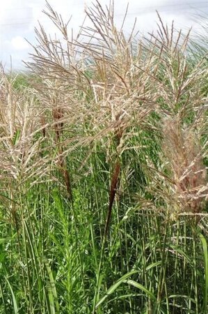 Miscanthus sin. 'Emmanuel Lepage' geen maat specificatie 0,55L/P9cm