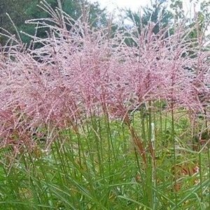 Miscanthus sin. 'Flamingo' geen maat specificatie 0,55L/P9cm - afbeelding 3