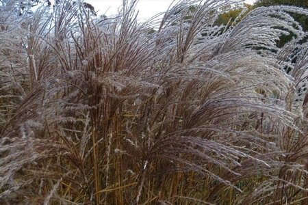 Miscanthus sin. 'Flamingo' geen maat specificatie 0,55L/P9cm - afbeelding 1