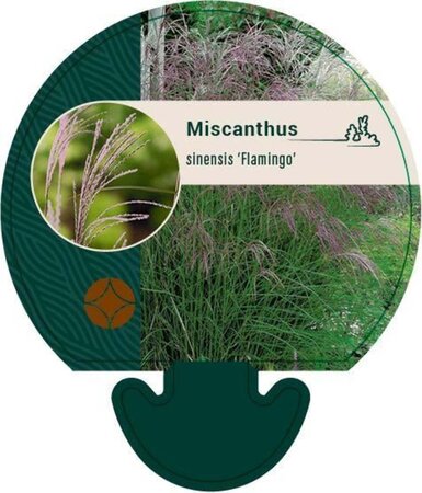 Miscanthus sin. 'Flamingo' geen maat specificatie 0,55L/P9cm - afbeelding 2