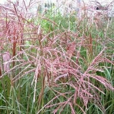 Miscanthus sin. 'Ferner Osten' geen maat specificatie 0,55L/P9cm - afbeelding 3