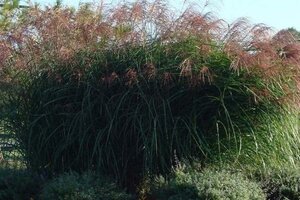 Miscanthus sin. 'Grosse Fontäne' geen maat specificatie 0,55L/P9cm