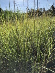 Miscanthus sin. 'Gracillimus' geen maat specificatie cont. 10L - afbeelding 1