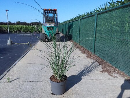 Miscanthus sin. 'Gracillimus' geen maat specificatie cont. 10L - image 5