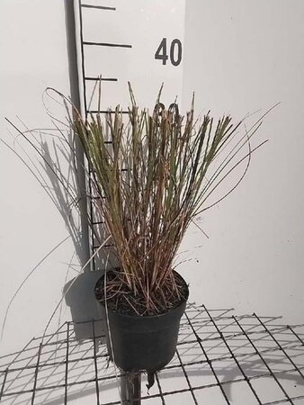 Miscanthus sin. 'Gracillimus' geen maat specificatie cont. 2,0L - afbeelding 7