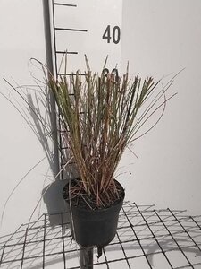 Miscanthus sin. 'Gracillimus' geen maat specificatie cont. 2,0L - afbeelding 6