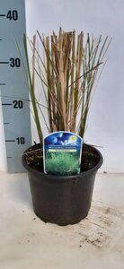 Miscanthus sin. 'Gracillimus' geen maat specificatie cont. 2,0L - afbeelding 4