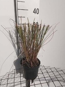 Miscanthus sin. 'Gracillimus' geen maat specificatie cont. 2,0L - image 7