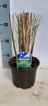 Miscanthus sin. 'Gracillimus' geen maat specificatie cont. 2,0L - image 4