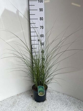 Miscanthus sin. 'Gracillimus' geen maat specificatie cont. 3,0L - image 4