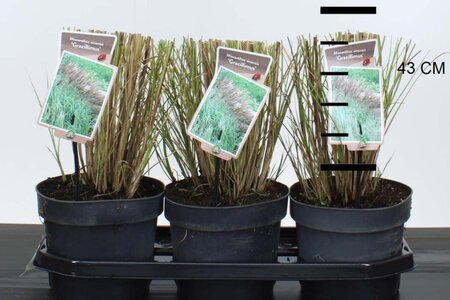 Miscanthus sin. 'Gracillimus' geen maat specificatie cont. 3,0L - image 6