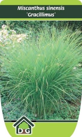 Miscanthus sin. 'Gracillimus' geen maat specificatie cont. 3,0L - image 7