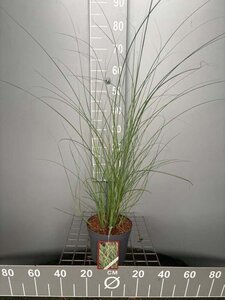 Miscanthus sin. 'Gracillimus' geen maat specificatie cont. 3,0L - image 5