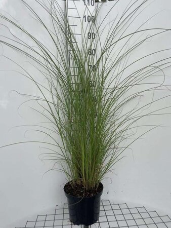 Miscanthus sin. 'Gracillimus' geen maat specificatie cont. 5,0L - afbeelding 4