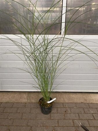 Miscanthus sin. 'Gracillimus' geen maat specificatie cont. 5,0L - afbeelding 5