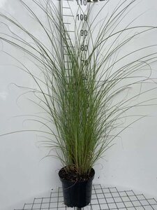 Miscanthus sin. 'Gracillimus' geen maat specificatie cont. 5,0L - image 4