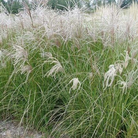 Miscanthus sin. 'Gracillimus' geen maat specificatie 0,55L/P9cm - afbeelding 4