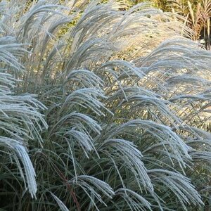 Miscanthus sin. 'Herman Mussel' geen maat specificatie 0,55L/P9cm