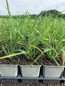 Miscanthus sinensis geen maat specificatie 0,55L/P9cm - afbeelding 1