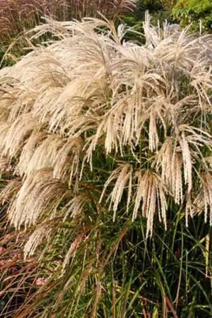 Miscanthus sin. 'Kaskade' geen maat specificatie 0,55L/P9cm