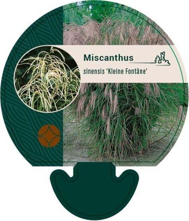 Miscanthus sin. 'Kleine Fontäne' geen maat specificatie 0,55L/P9cm - afbeelding 2