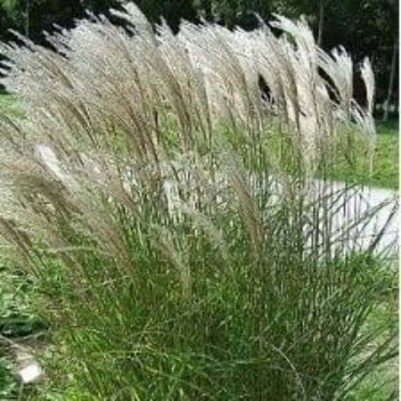 Miscanthus sin. 'Kleine Fontäne' geen maat specificatie 0,55L/P9cm - afbeelding 1