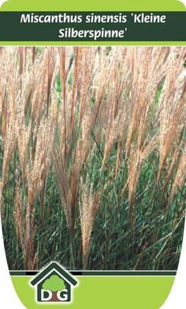 Miscanthus sin. 'Kleine Silbersp.' geen maat specificatie cont. 3,0L - afbeelding 3