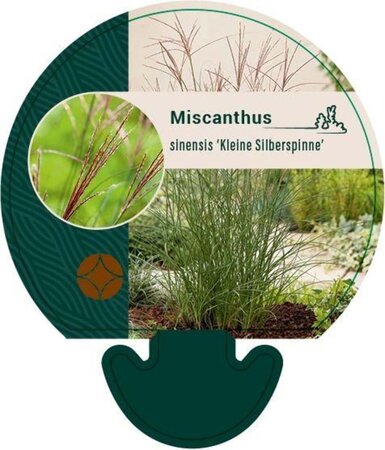 Miscanthus sin. 'Kleine Silbersp.' geen maat specificatie 0,55L/P9cm - afbeelding 3