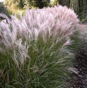 Miscanthus sin. 'Kleine Silbersp.' geen maat specificatie 0,55L/P9cm - afbeelding 6