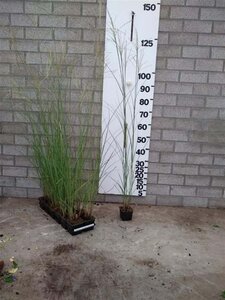 Miscanthus sin. 'Kleine Silbersp.' geen maat specificatie 0,55L/P9cm - afbeelding 7