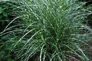 Miscanthus sin. 'Little Zebra' geen maat specificatie 0,55L/P9cm