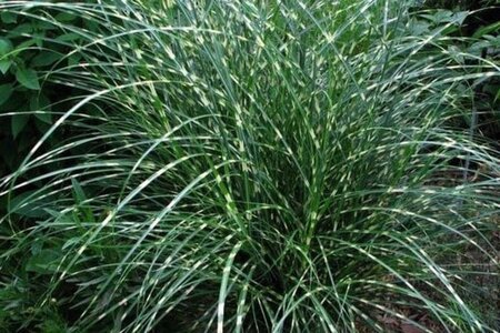 Miscanthus sin. 'Little Zebra' geen maat specificatie 0,55L/P9cm