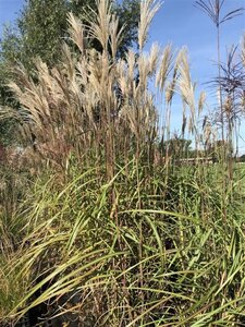 Miscanthus sin. 'Malepartus' geen maat specificatie 0,55L/P9cm - afbeelding 1