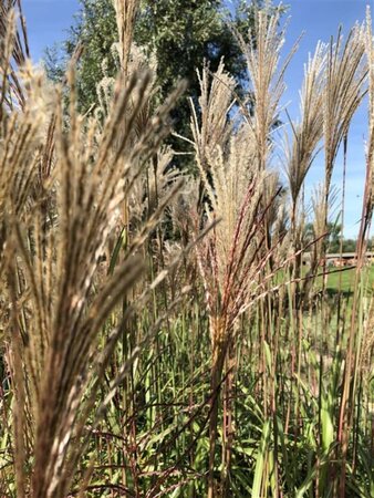 Miscanthus sin. 'Malepartus' geen maat specificatie 0,55L/P9cm - afbeelding 2