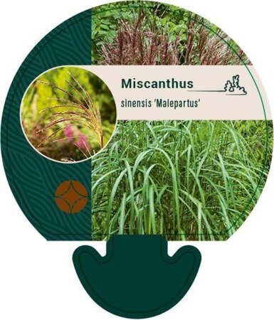 Miscanthus sin. 'Malepartus' geen maat specificatie 0,55L/P9cm - afbeelding 4