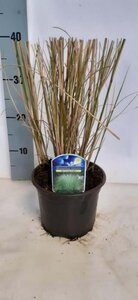 Miscanthus sin. 'Morning Light' geen maat specificatie cont. 2,0L - image 7