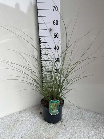 Miscanthus sin. 'Morning Light' geen maat specificatie cont. 3,0L - afbeelding 5